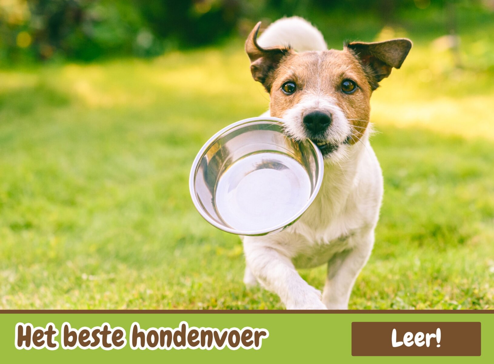Het beste hondenvoer