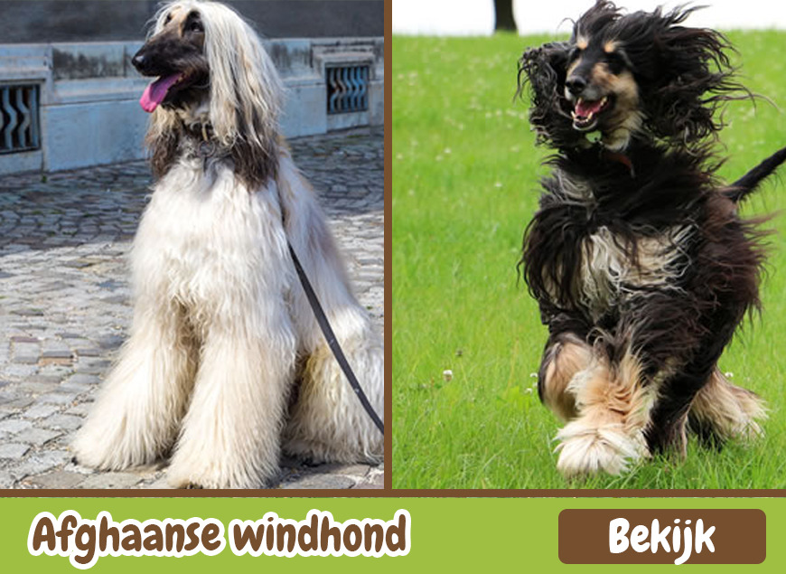 Afghaanse Windhond
